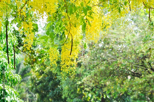 Fototapeta Cassia fistula ,LEGUMINOSAE CAESALPINIOIDEAE or   Pudding Pine or Indian Laburnum or Golden Shower