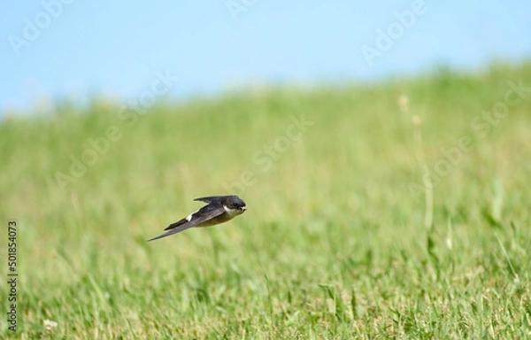 Obraz ツバメ飛翔