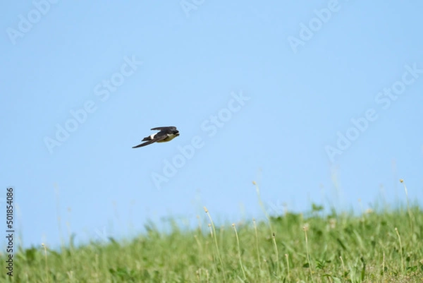 Fototapeta ツバメ飛翔