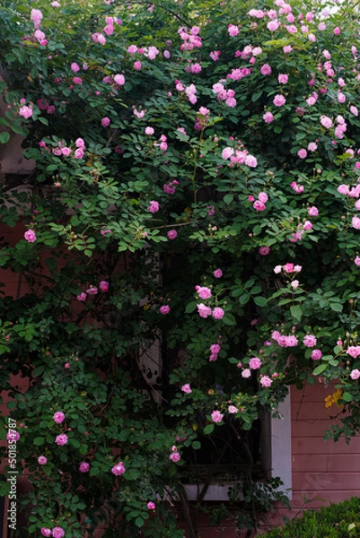 Fototapeta Roses bloom in East Lake Scenic Area in Wuhan, Hubei