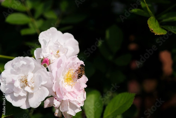 Fototapeta Roses bloom in East Lake Scenic Area in Wuhan, Hubei