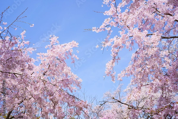 Obraz 桜　青空の背景