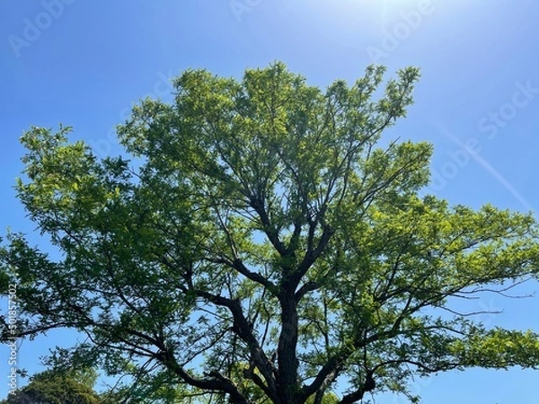 Obraz tree in the sky
blue sky 
sky 
tree 
forest 
mountain 
sunny 
青空
空
木
山
森
