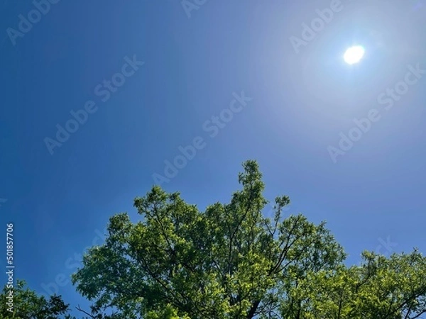 Obraz trees and sky
tree 
mountain 
forest 
sunny 
sunrise 
blue sky 
sky 
空
青空
木
森
山
太陽
陽射し
陽