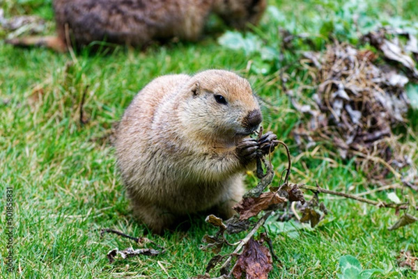 Obraz prairie dog eating