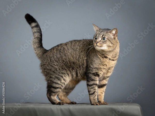 Fototapeta common european gray cat walking