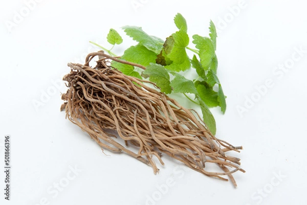 Obraz Oriental medicine