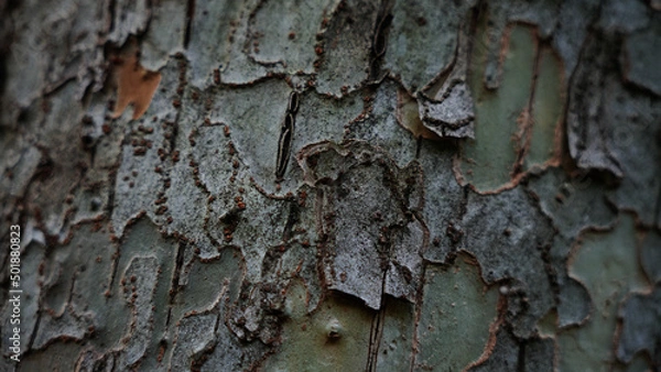 Fototapeta 樹皮