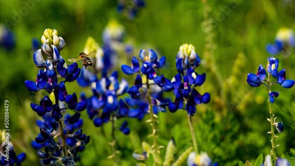Obraz blue bonnets with honey bee