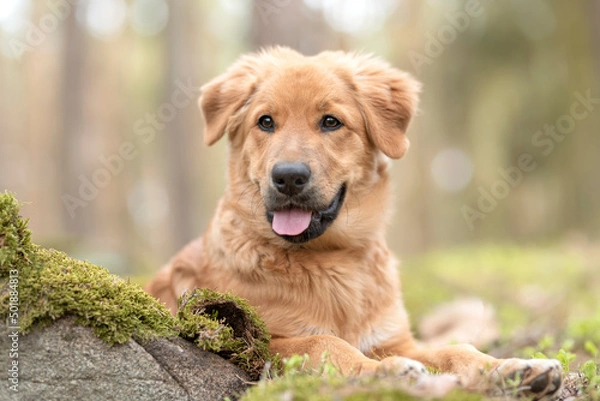 Obraz The puppy of the crossbreed is lying on the moss in the forest. Attentive expression. Headshoot of dog.