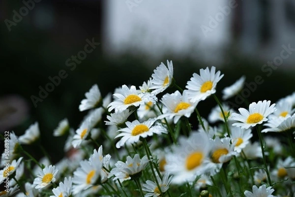 Obraz 雨と風で揺られる白い花