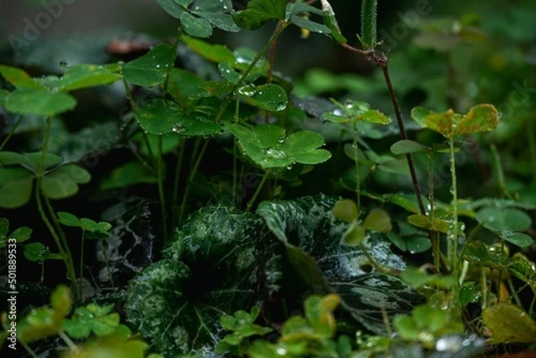 Obraz 雨で生き生きとしているクローバー達