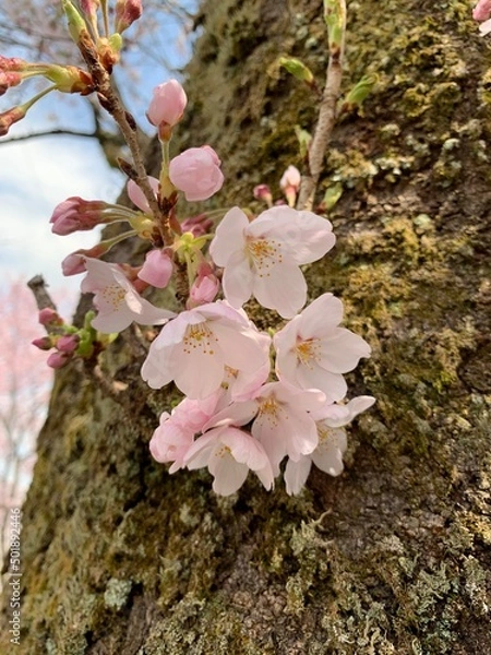Fototapeta 桜　花弁