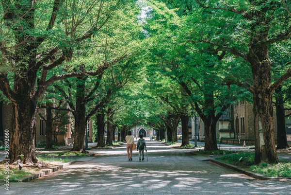 Fototapeta 東京大学 休日の本郷キャンパス