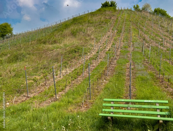 Obraz Pause am Weinberg