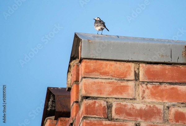 Obraz a white wagtail sits on the roof of a house