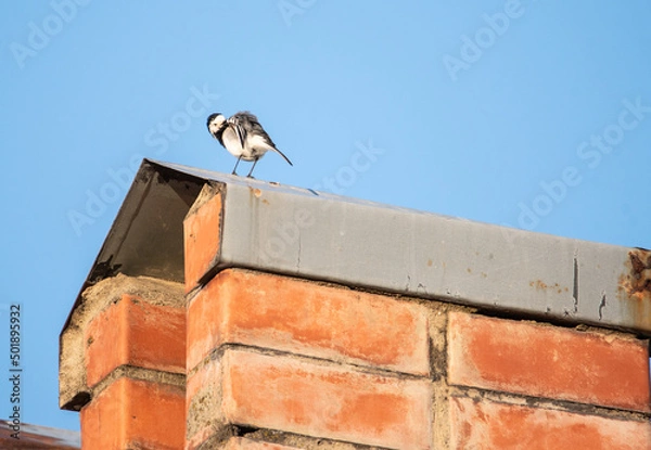 Obraz a white wagtail sits on the roof of a house