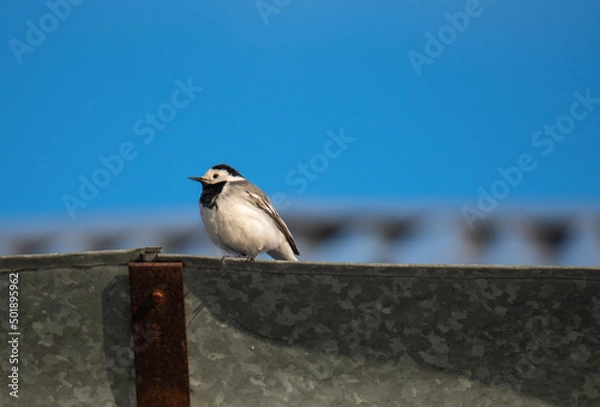 Obraz a white wagtail sits on the roof of a house