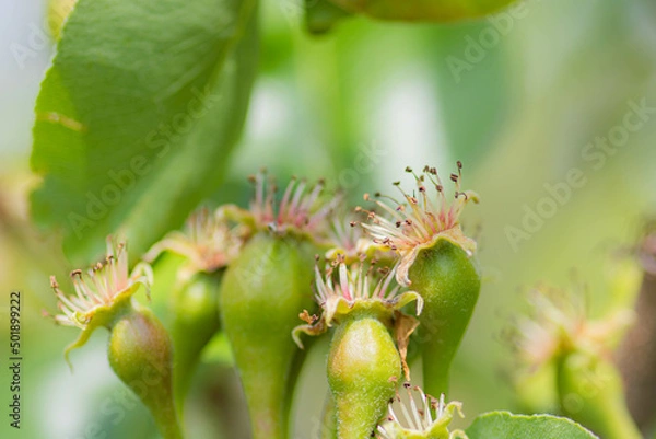 Fototapeta Small ovaries of pear on tree branch. Pear branch with young fruits. Spring time, Selective focus