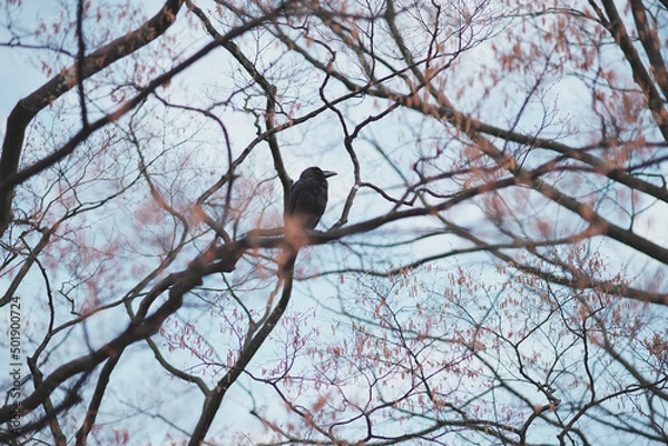 Obraz Crow on tree cloudy sky