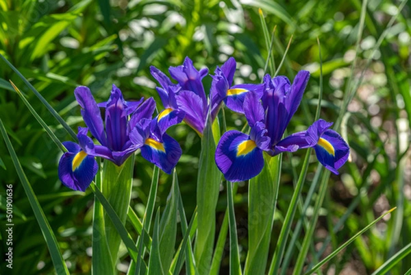 Fototapeta きれいに咲くアヤメ　カキツバタ　花菖蒲　アイリス