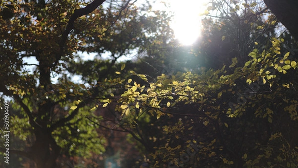 Obraz Autumn Leaves Tree Landscape