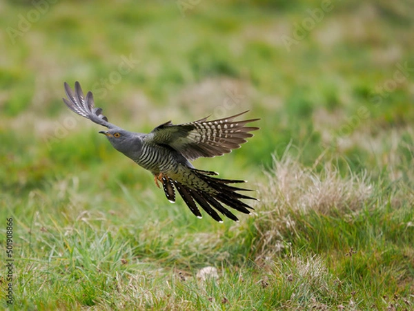 Fototapeta Common cuckoo, Cuculus canorus,