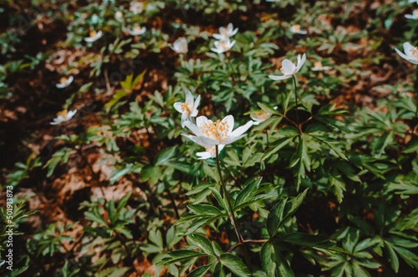 Fototapeta snowdrops in the forest in the middle of the spring