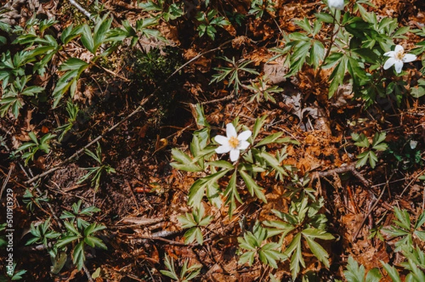 Fototapeta snowdrops in the forest in the middle of the spring