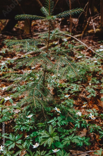 Fototapeta a small spruce in the forest in the middle of spring