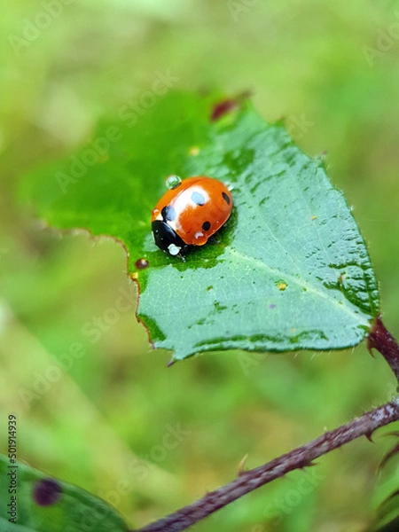 Obraz ladybird on a leaf