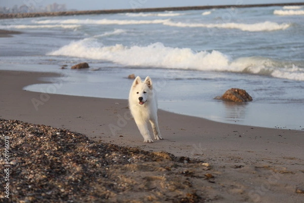 Obraz dog at the beach