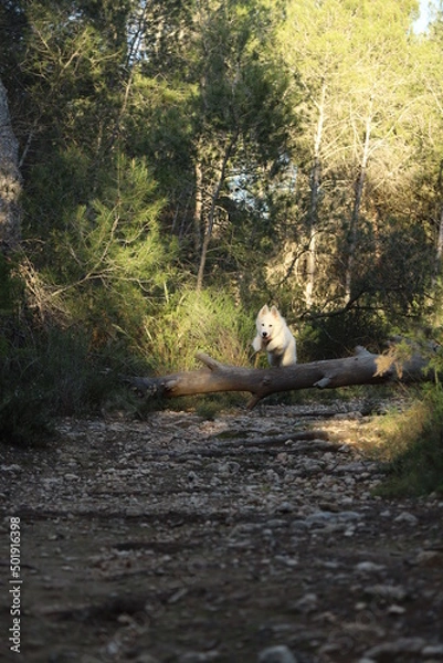 Obraz autumn in the forest
