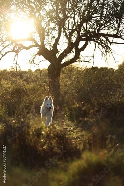 Obraz tree in the water