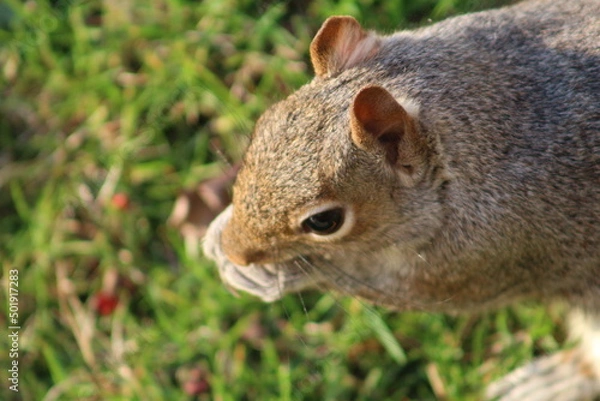 Fototapeta squirrel in the park