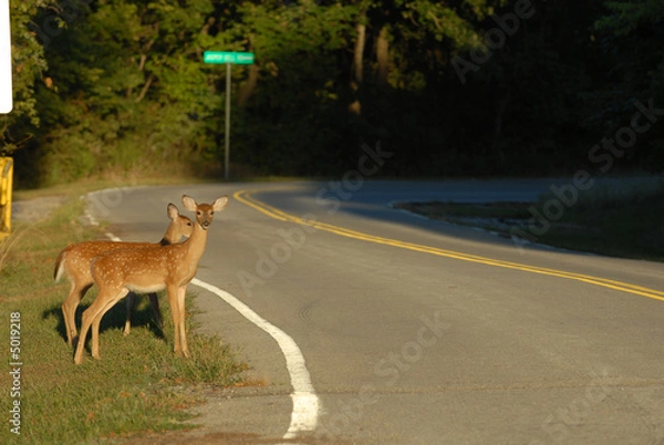 Obraz Deer Crossing