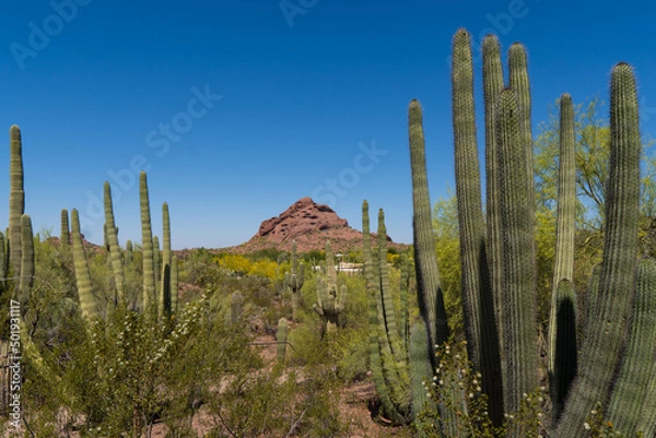 Fototapeta Saguaro cactus in the springtime in the southwest sonoran deserts of Phoenix, Arizona.