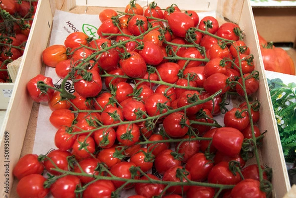 Obraz Tomatenstrauch