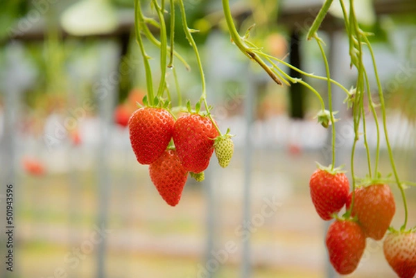 Obraz ハウス栽培のいちご狩り