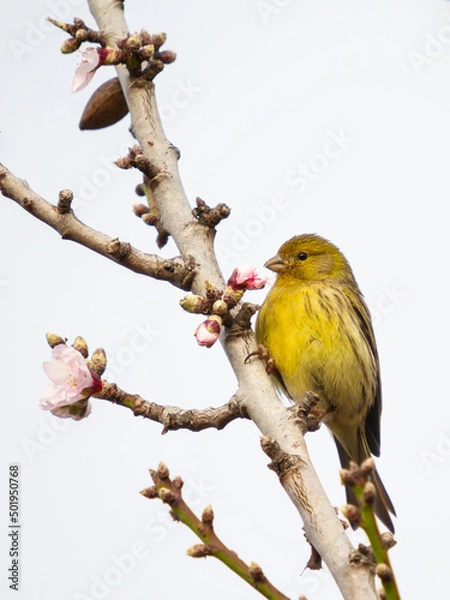 Obraz small bird perched on a branch