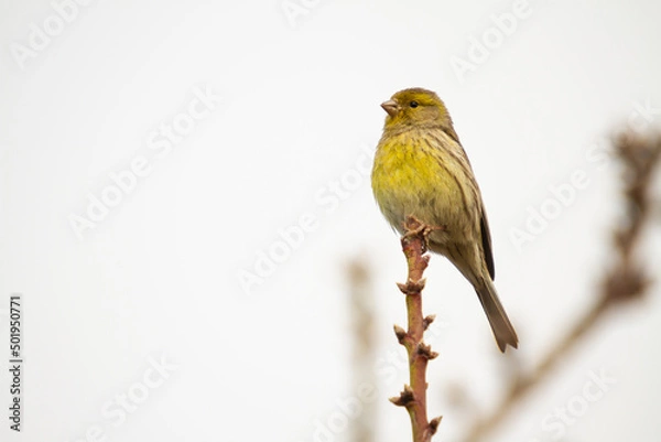 Obraz small bird perched on a branch