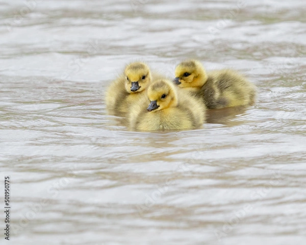 Obraz Three little goslings