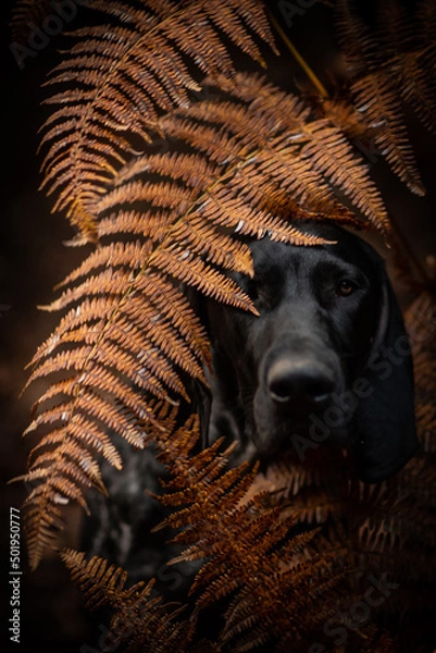 Obraz dog playing in the nature