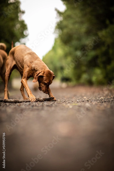 Obraz dog playing in the nature