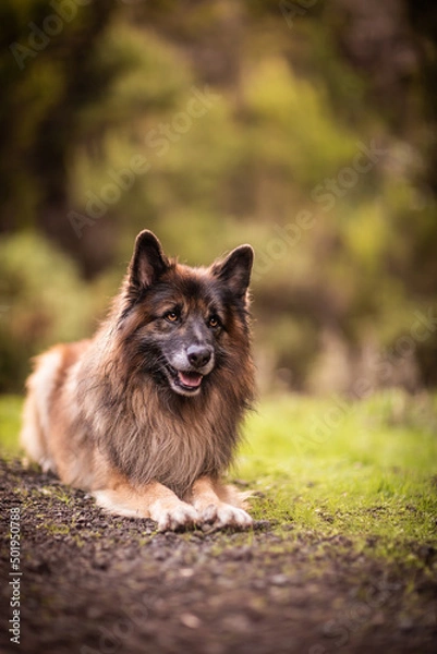 Obraz dog playing in the nature