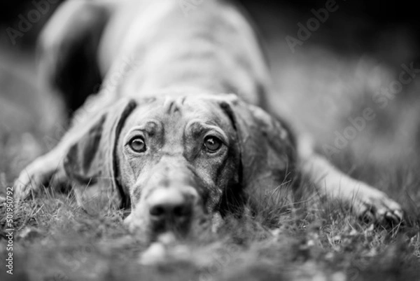 Obraz dog playing in the nature