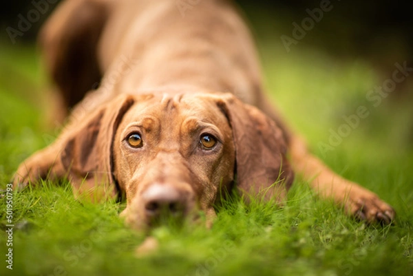 Obraz dog playing in the nature