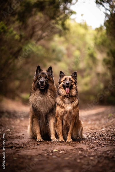 Obraz dog playing in the nature