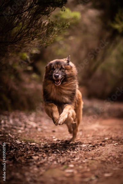 Obraz dog playing in the nature