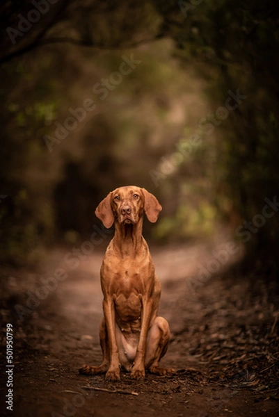 Obraz dog playing in the nature